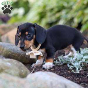 Duke, Dachshund Puppy